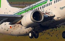 Chim sắt 'mỏng manh' trước chim trời, đối phó cách nào?