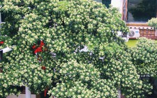 Khổ sở vì hoa sữa nồng nặc