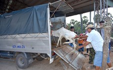 Chợ 'độc' miền Tây - kỳ 4: Chợ bò Tà Ngáo