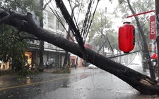 Mưa to gió lớn, cây sao trăm tuổi ở Cần Thơ gãy đổ