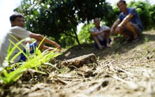 Sát hại cả vườn cây chỉ vì mâu thuẫn nhỏ