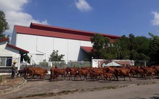 Tái diễn doanh nghiệp FDI bỏ trốn
