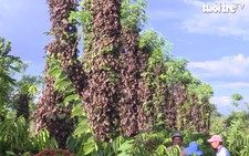 Cạn nước mắt khi cả ngàn trụ tiêu bị kẻ xấu hủy hoại
