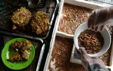 Báo Pháp khen món chả rươi tuyệt vời giữa trời đông Hà Nội