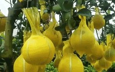 Đặc sản bưởi Diễn về TP.HCM với giá hàng chục triệu đồng