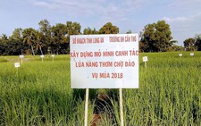 Từ chuyện 'gạo Việt' nghĩ về nông nghiệp hữu cơ