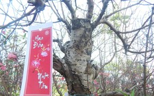 Đào tết Nhật Tân hàng chục triệu đồng xuống phố Sài Gòn
