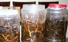 Không ngâm, sử dụng rượu từ rễ cây rừng chưa rõ nguồn gốc