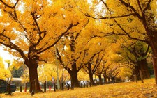 Độc đáo con đường rợp bóng bạch quả ở Nhật Bản