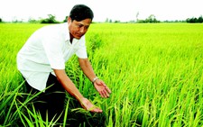 Trồng lúa lấy bột làm bánh
