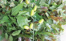 Mùa hoa sầu đâu nở, mẹ ơi, con tìm về