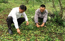 Mưa đá làm 'tiêu tan' 2.100ha hoa màu ở Cao Bằng, Sơn La
