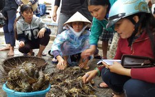 Chậm quy hoạch, nuôi tôm hùm gặp rủi ro