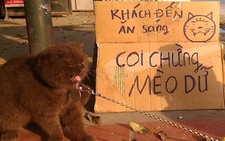 Chú mèo giúp chủ canh quán cơm để... giảm cân