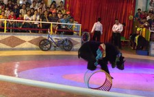 Đầm Sen sẽ tạm dừng biểu diễn xiếc thú đại trà