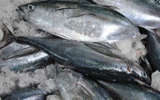 Một công nhân bị sốc phản vệ nặng khi ăn cá ngừ