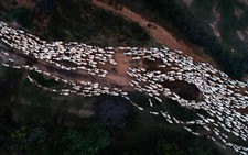 'Đàn cừu trở về' ở Ninh Thuận nổi bật trên National Geographic