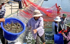 Xuất khẩu tôm sang Mỹ rất khó tăng trưởng mạnh thời gian tới
