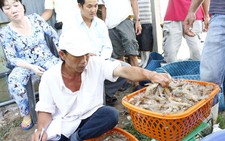 Lại bàn cách giải cứu tôm