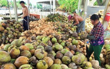 Trung Quốc ngưng mua, giá dừa từ 175.000 đồng còn 40.000/chục