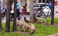 Chó ở chung cư: Chỉ được nuôi chó nhỏ?
