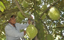 Hơn 70% sầu riêng xuất khẩu tiểu ngạch sang Trung Quốc