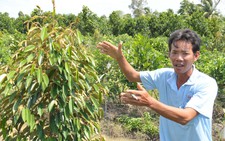 Thấy trồng sầu riêng dễ ăn, nhiều nông dân lại bỏ lúa