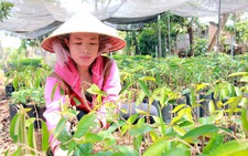 Hơn 500 giáo viên phải rời trường