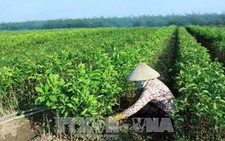 Tạo lập cơ chế tích tụ, tập trung ruộng đất cho sản xuất quy mô