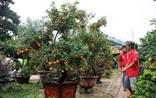 Xoài bonsai, bưởi Diễn… đua nhau xuống phố