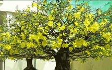 Những chậu mai trăm triệu đua nhau nở trước Tết