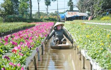 Thăng trầm làng hoa Sa Đéc - Kỳ 1: Từ quá khứ đến hiện tại