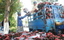 Hoa 3 miền tỏa các nơi chờ đón tết