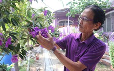 Thăng trầm làng hoa Sa Đéc - Kỳ 4: Tình yêu màu tím