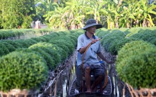 Thăng trầm làng hoa Sa Đéc - Kỳ 5: Đưa hoa lên giàn