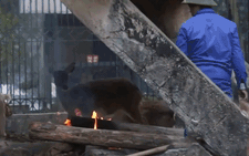 Công viên Thủ Lệ đốt lửa, lắp máy sưởi chống rét cho thú