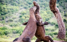 Indonesia lại mở cửa đảo rồng Komodo, ra mắt gói vé 1.000 USD