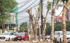 TP Vinh thay hơn 300 cây xanh làm phố đi bộ, dân tiếc nuối