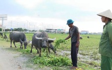 Trộm trâu bò hoành hành tại vùng bắc Quảng Bình