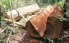 Quảng Bình khởi tố một trạm trưởng vì để lâm tặc phá rừng