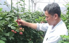 Trồng cây phúc bồn tử cho thu nhập cao