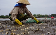 Ngao chết hàng loạt ở vùng triều Thanh Hóa do mật độ nuôi quá dầy