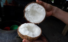 Kể chuyện cây trái miền tây - Kỳ 4:  'Trời cho' dừa sáp Cầu Kè