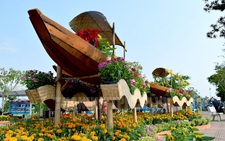 Phát triển đường hoa mai vàng Bình Chánh thành đặc sản du xuân