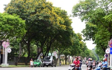 Cần 'thăm khám' lá phổi xanh đô thị của TP.HCM