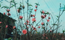 Tết Dương lịch: miền Bắc và Hà Nội mưa rét, miền Nam nắng ấm