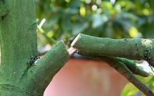 Điều tra vụ phá hoại vườn mai tết ở Bình Dương