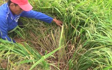 Hàng trăm ha lúa có nguy cơ 'chết khát' vì chính quyền lấp kênh đặt cống