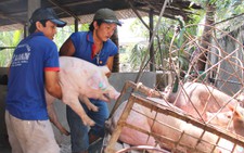 Căng mình phòng dịch tả heo châu Phi lan vào phía Nam