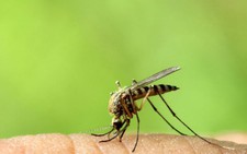 8 cách loại bỏ vết muỗi đốt và đánh bại cơn ngứa khó chịu
